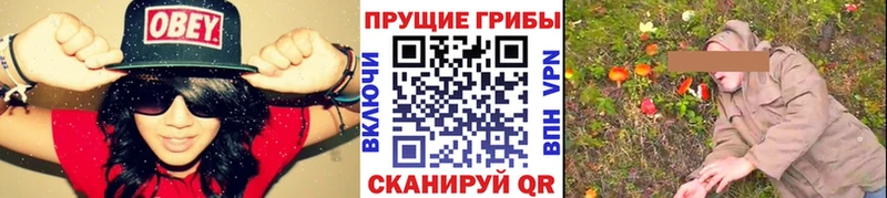 где купить   Апатиты  Галлюциногенные грибы GOLDEN TEACHER 
